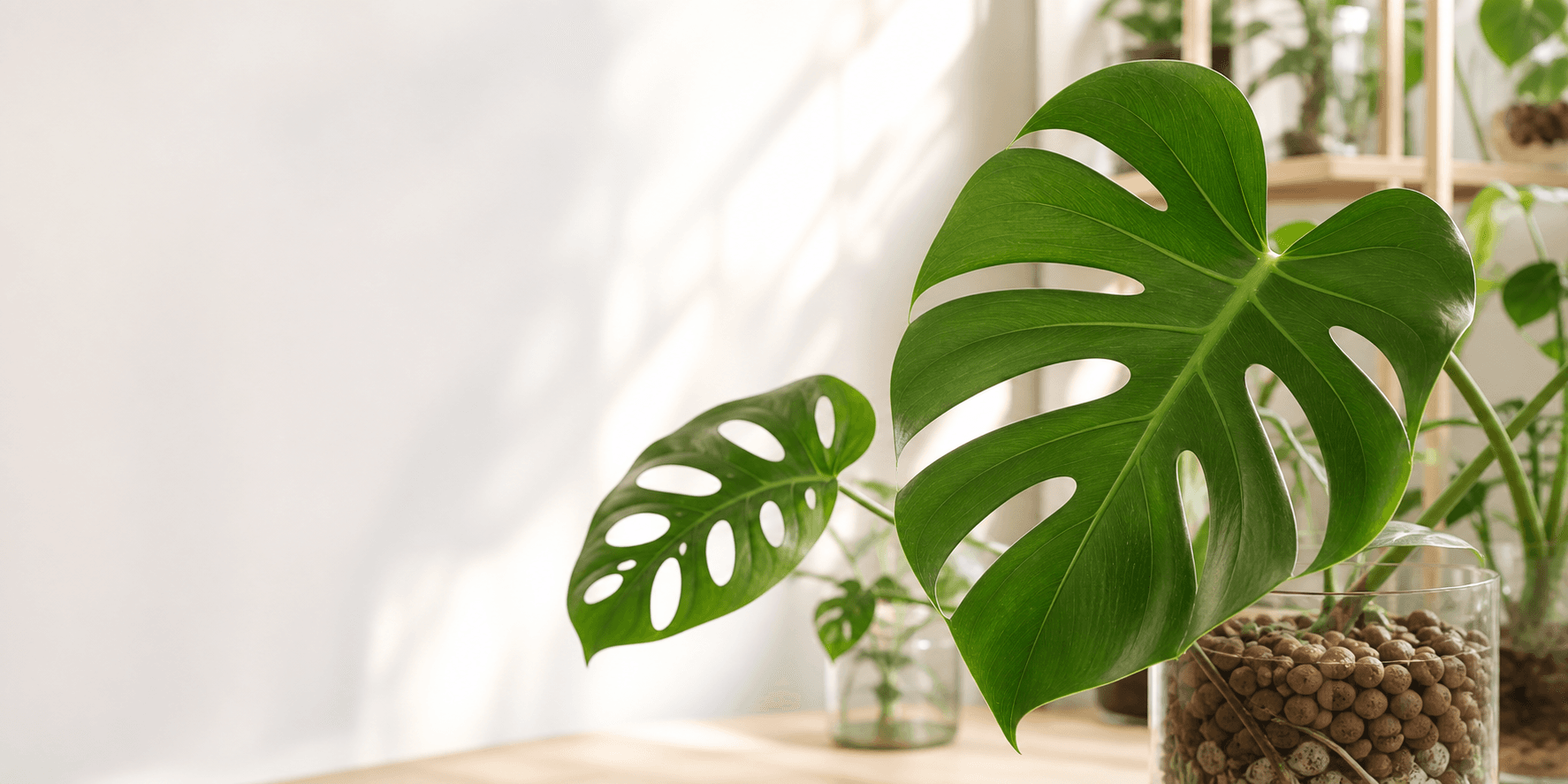 Monstera deliciosa i młoda monstera w jasnym wnętrzu z mineralnym podłożem